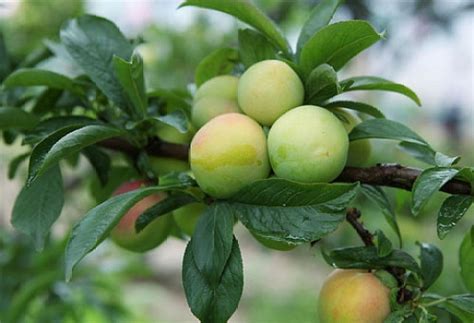 李子樹|李（蔷薇科李属的一种植物）